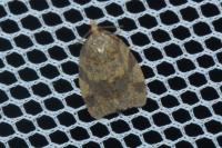 Epagoge grotiana
