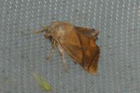 Apoda limacodes