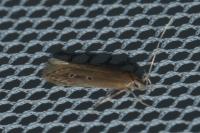 Limnaecia phragmitella