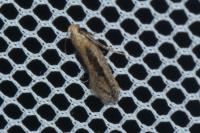 Mirificarma mulinella
