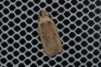 Agonopterix yeatiana