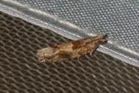 Crocidosema plebejana
