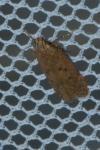 Bryotropha terrella