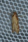 Metzneria neuropterella