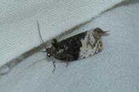 Apotomis betuletana