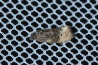 Metendothenia atropunctana