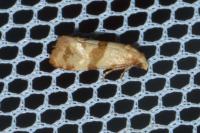 Phalonidia contractana