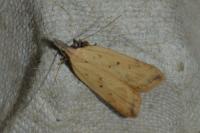 Dichomeris limosella