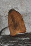 Cacoecimorpha pronubana