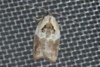 Acleris variegana