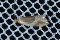 Ancylis unculana