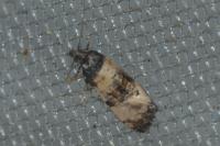 Cochylichroa atricapitana