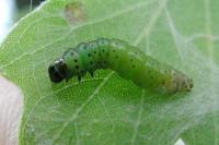 Tortrix viridana