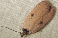 Agonopterix subpropinquella