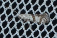 Scythropia crataegella
