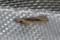 Mirificarma mulinella