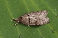 Luquetia lobella