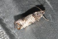 Notocelia incarnatana