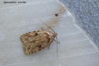 Agonopterix arenella