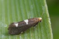 Incurvaria masculella