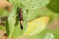 Cosmopterix pulchrimella