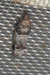 Notocelia incarnatana