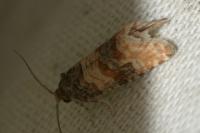 Piniphila bifasciana