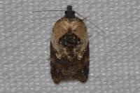 Acleris variegana
