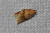 Clepsis consimilana