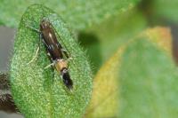 Cosmopterix pulchrimella