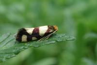 Lampronia rupella