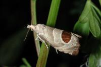 Notocelia uddmanniana