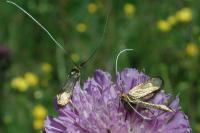 Nemophora metallica