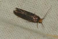 Cephimallota crassiflavella