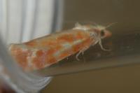 Rhyacionia buoliana