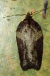 Acleris hastiana