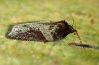Acleris hastiana