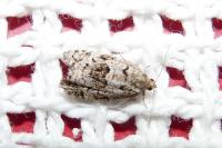 Dichelia histrionana