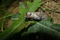 Cossus cossus