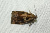 Archips crataegana