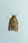 Clepsis consimilana
