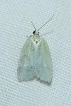 Tortrix viridana