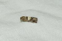 Epiblema gr. sticticana