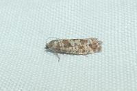 Rhyacionia pinivorana