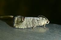 Cydia pomonella