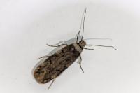 Endrosis sarcitrella