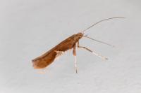 Caloptilia stigmatella
