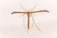 Emmelina monodactyla