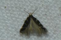 Oxypteryx wilkella