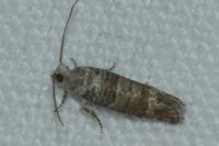 Clavigesta sylvestrana